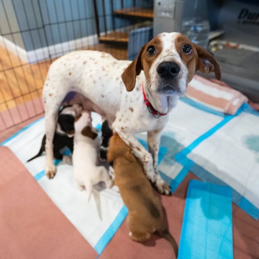 Remember Freckles and Her Puppies?