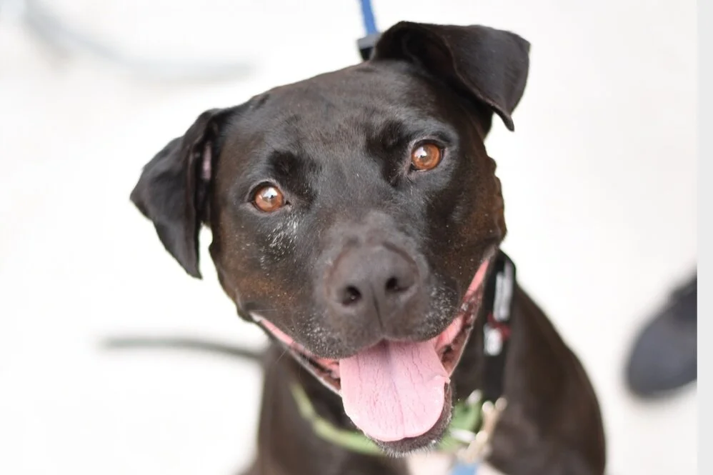 Muddy Paws Rescue’s DEI Journey Update