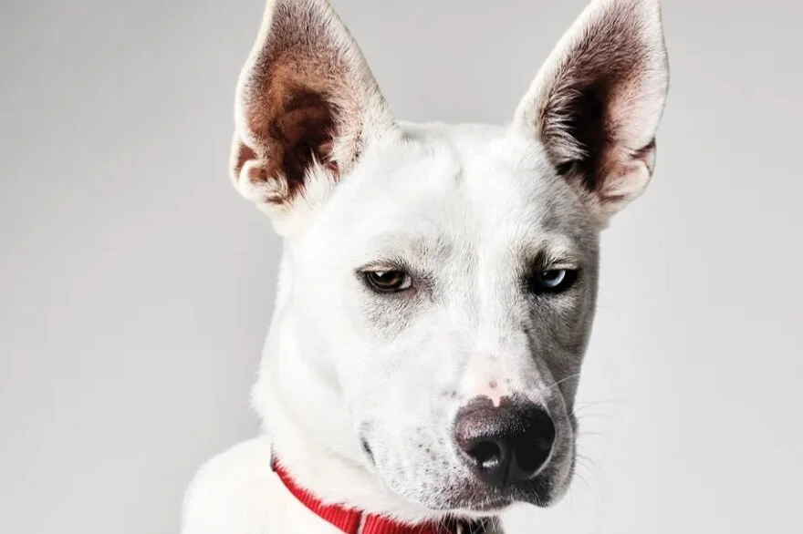 Muddy Paws Rescue in New York Magazine