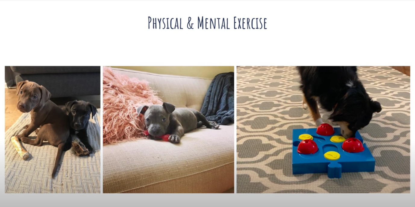 Muddy Paws Rescue: Exercise Guide Video