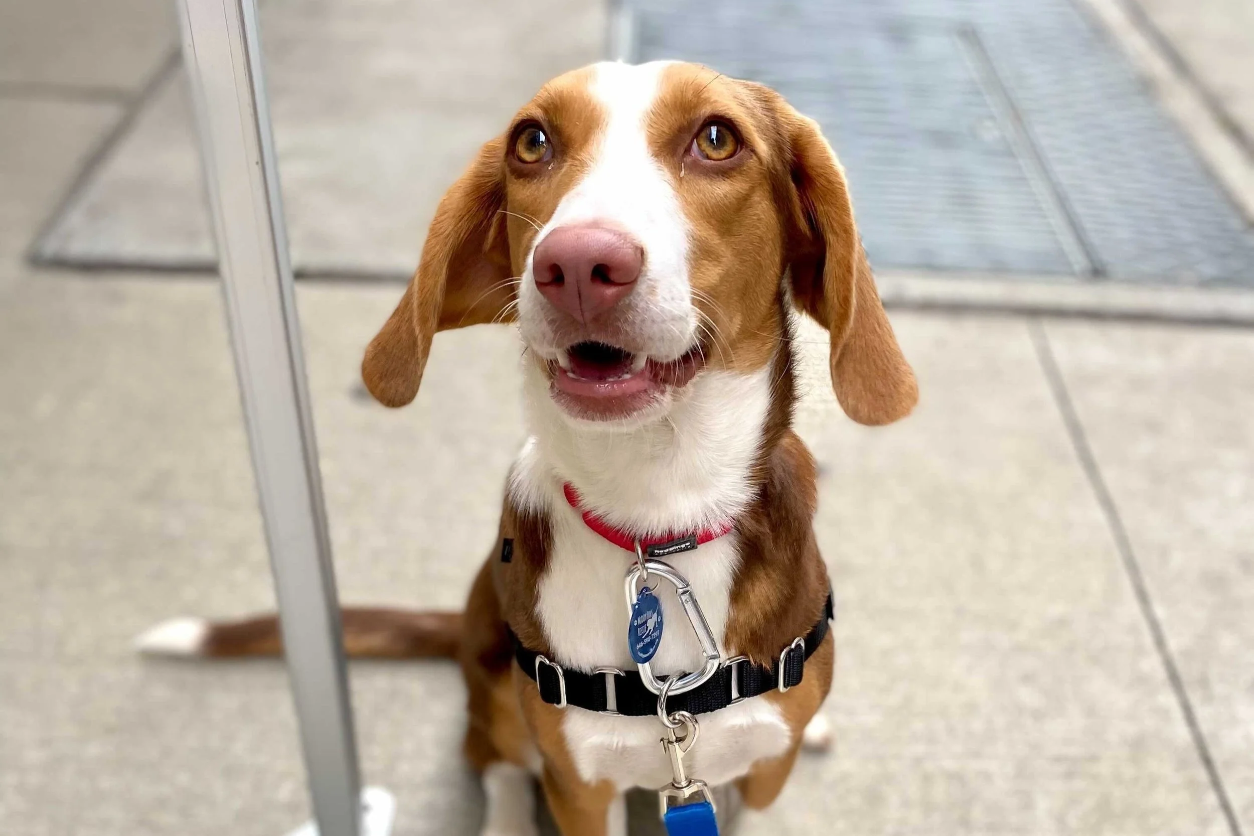 Muddy Paws Rescue Featured on Good Morning America