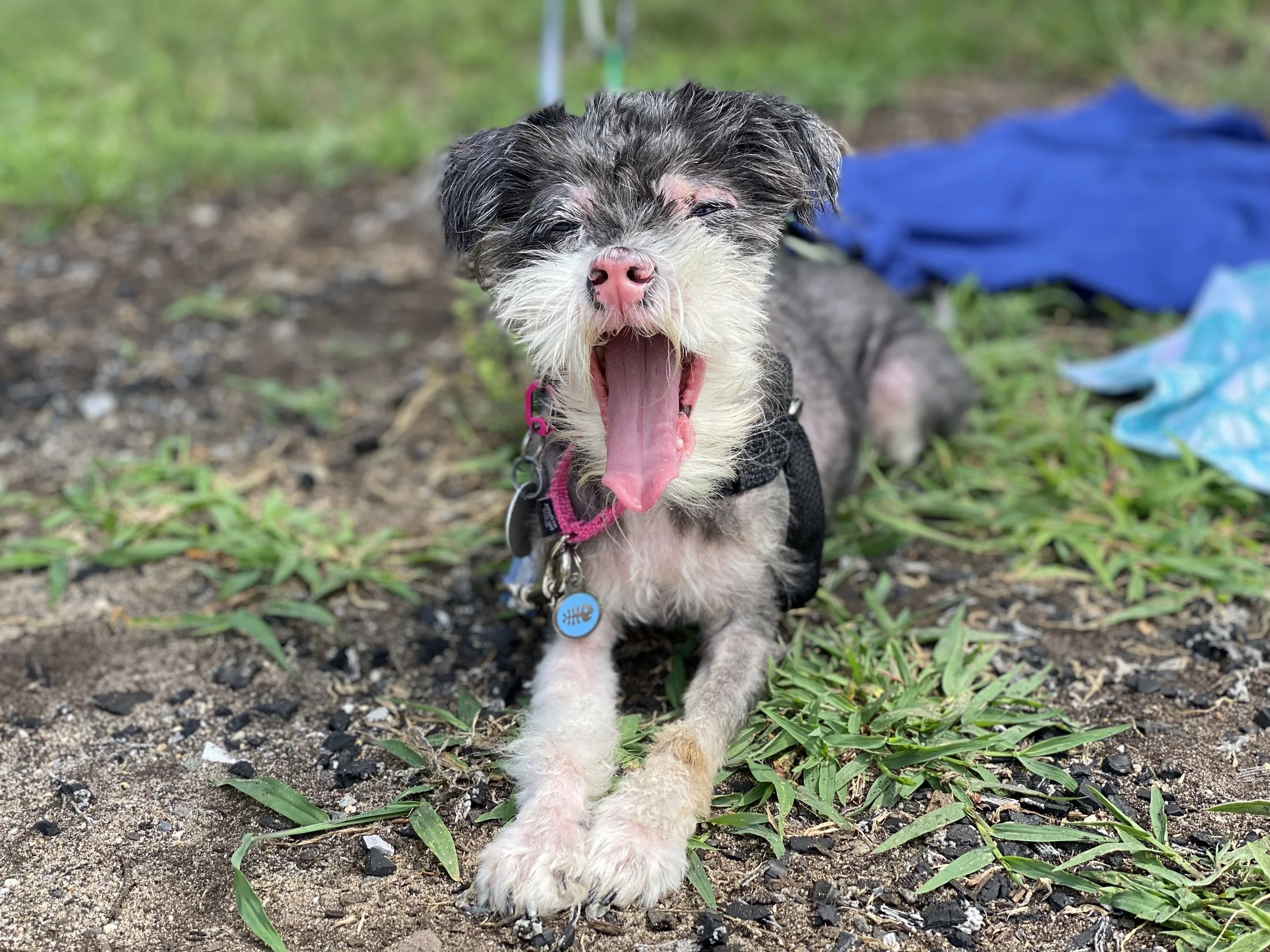 12 Days of Happy Tails: Meet Mila!