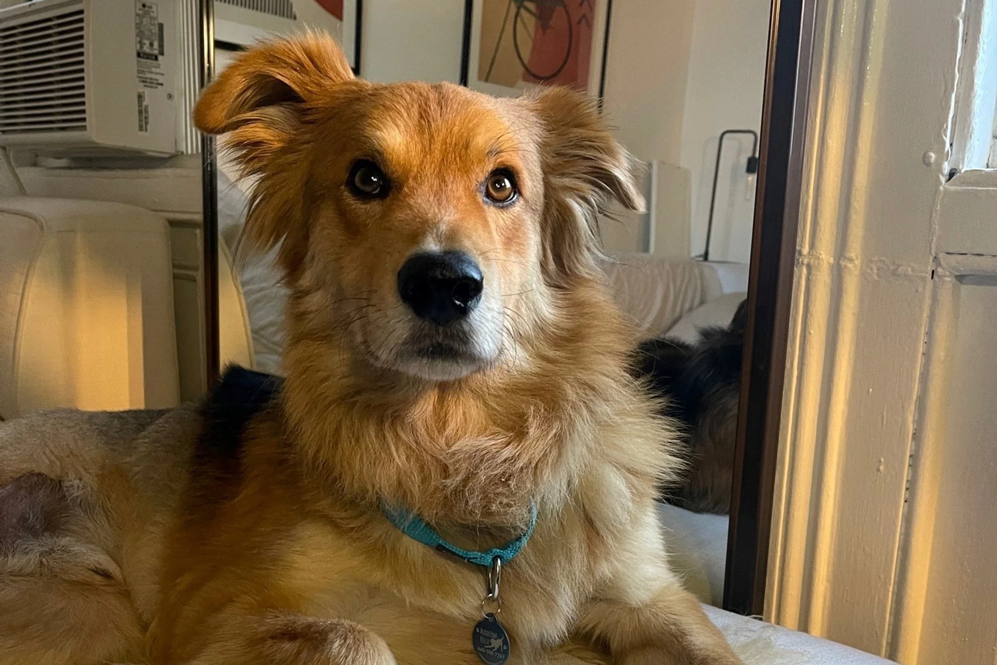 12 Days of Happy Tails: Meet Jeffrey!