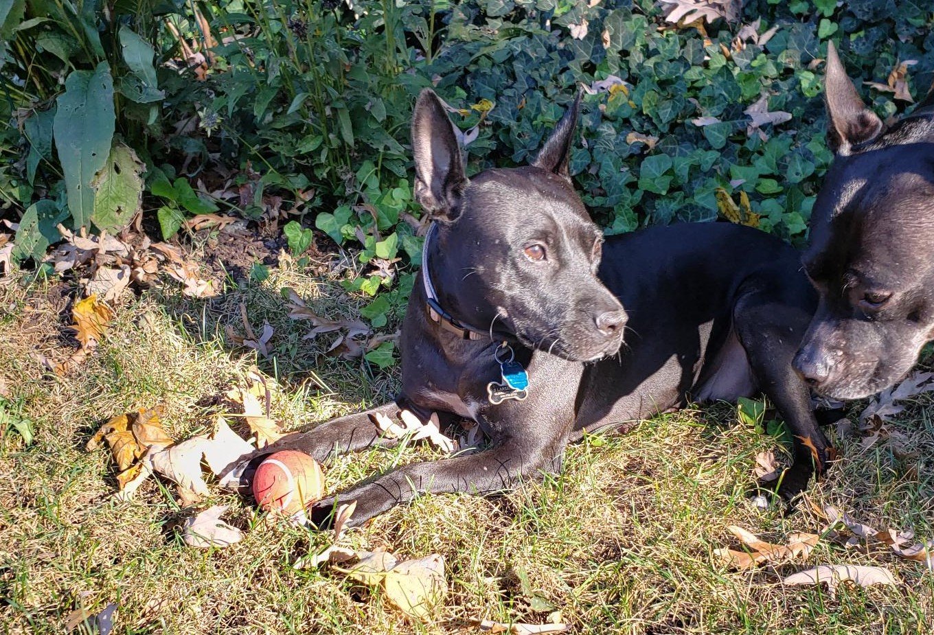 12 Days of Happy Tails: Meet Rita!