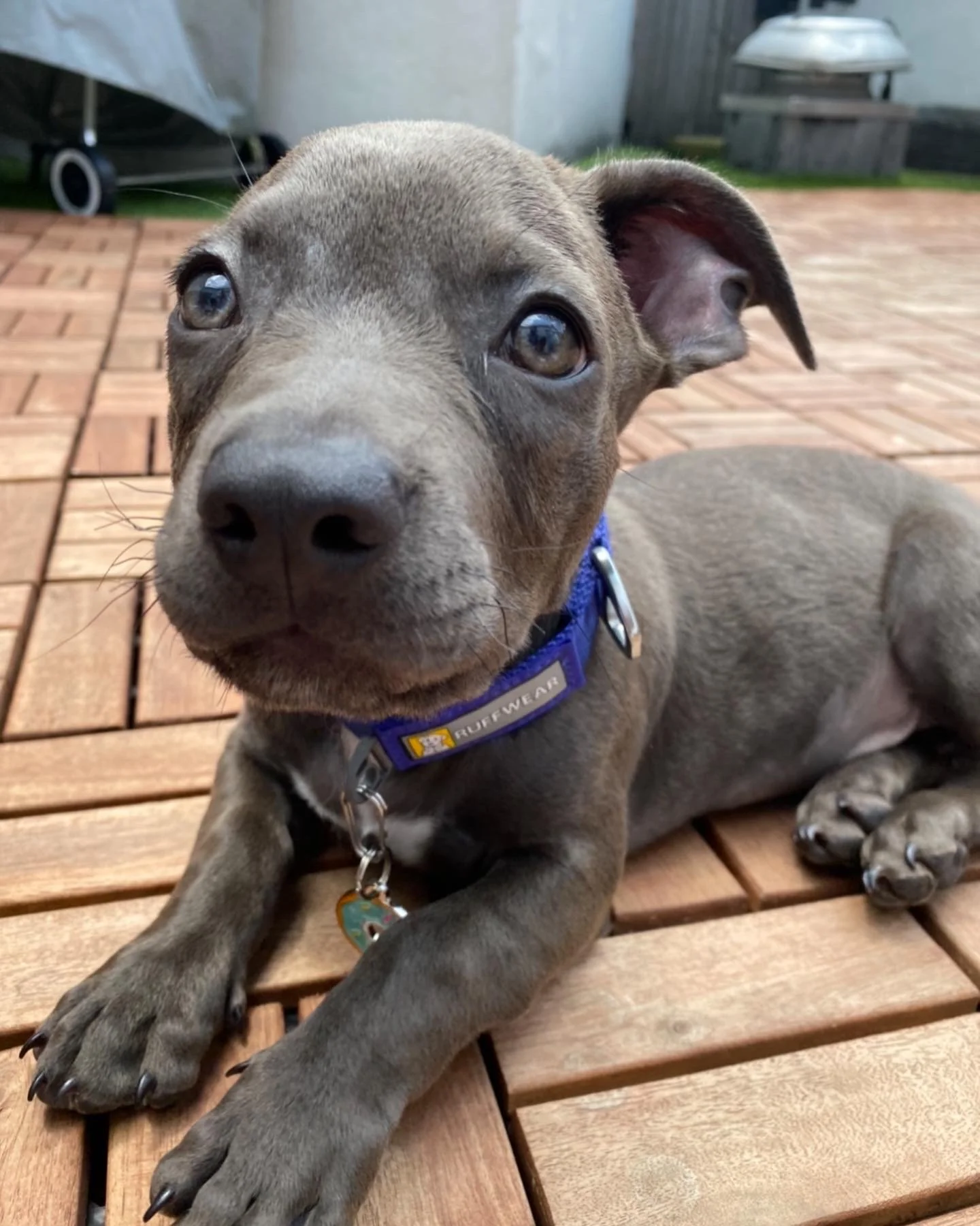 12 Days of Happy Tails: Meet Donuts