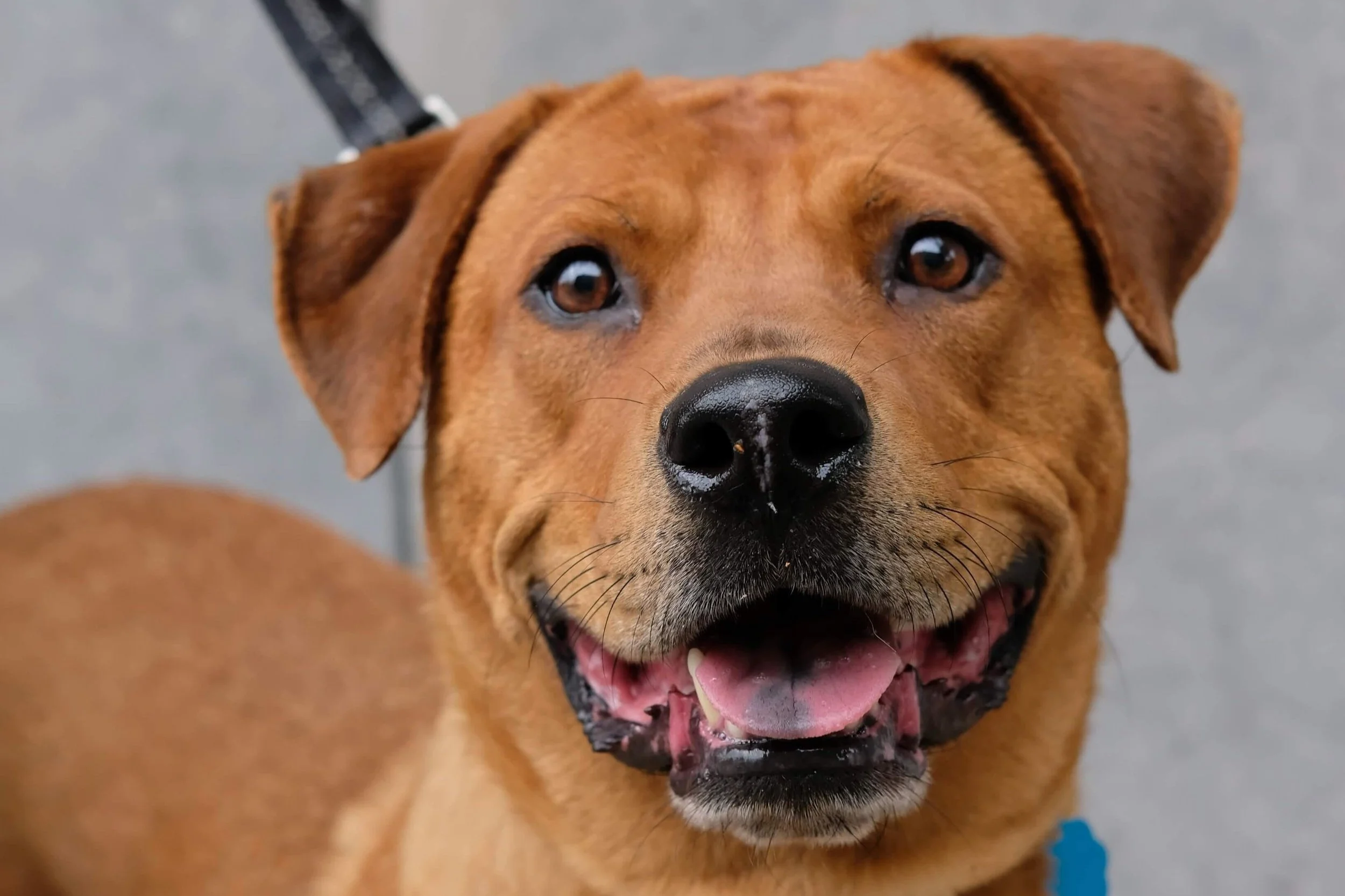 Keeping Up with Vaccines and Preventatives