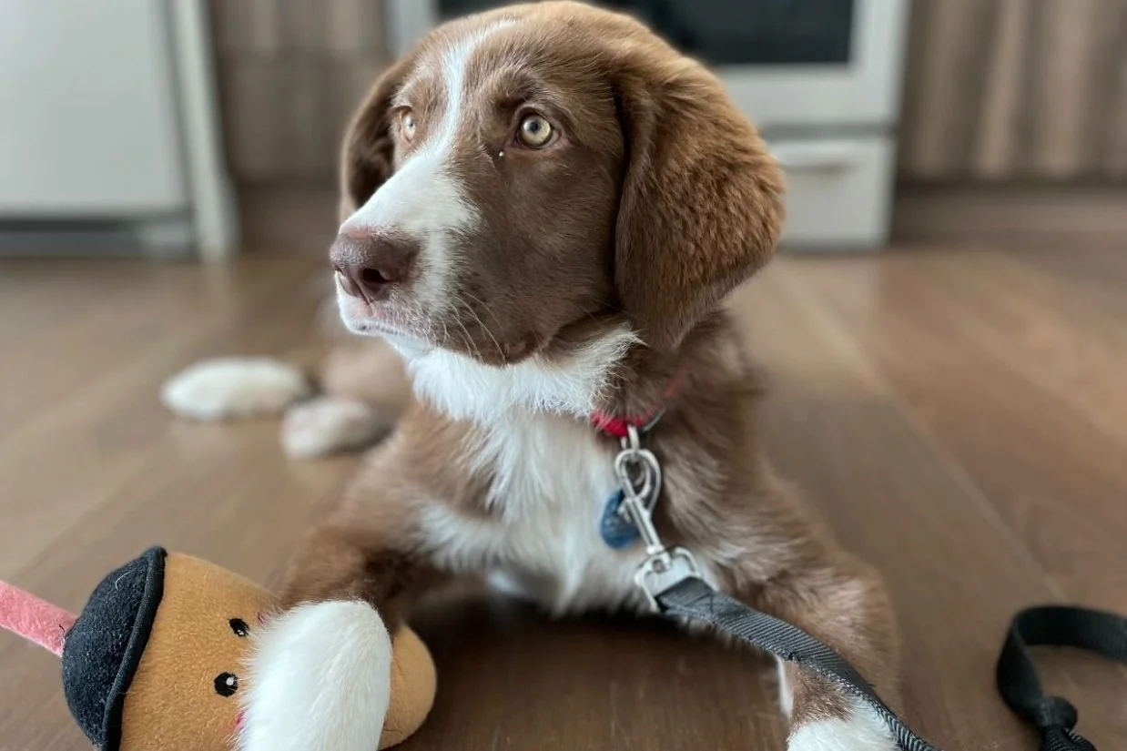 Frankie is Happy and Healthy, Thanks to You!