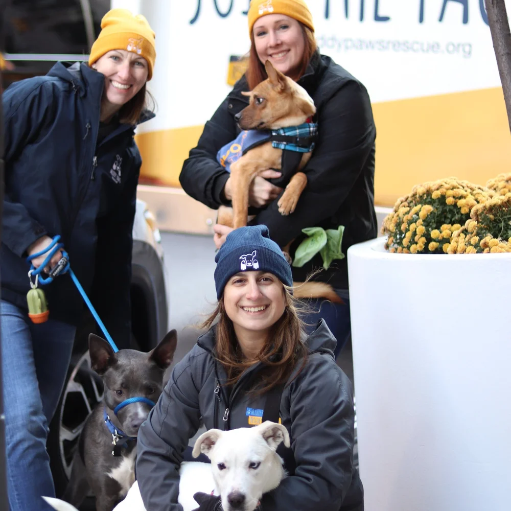 Animal Rescue Second Chance Pet Shelter Nyc Second Chance Rescue