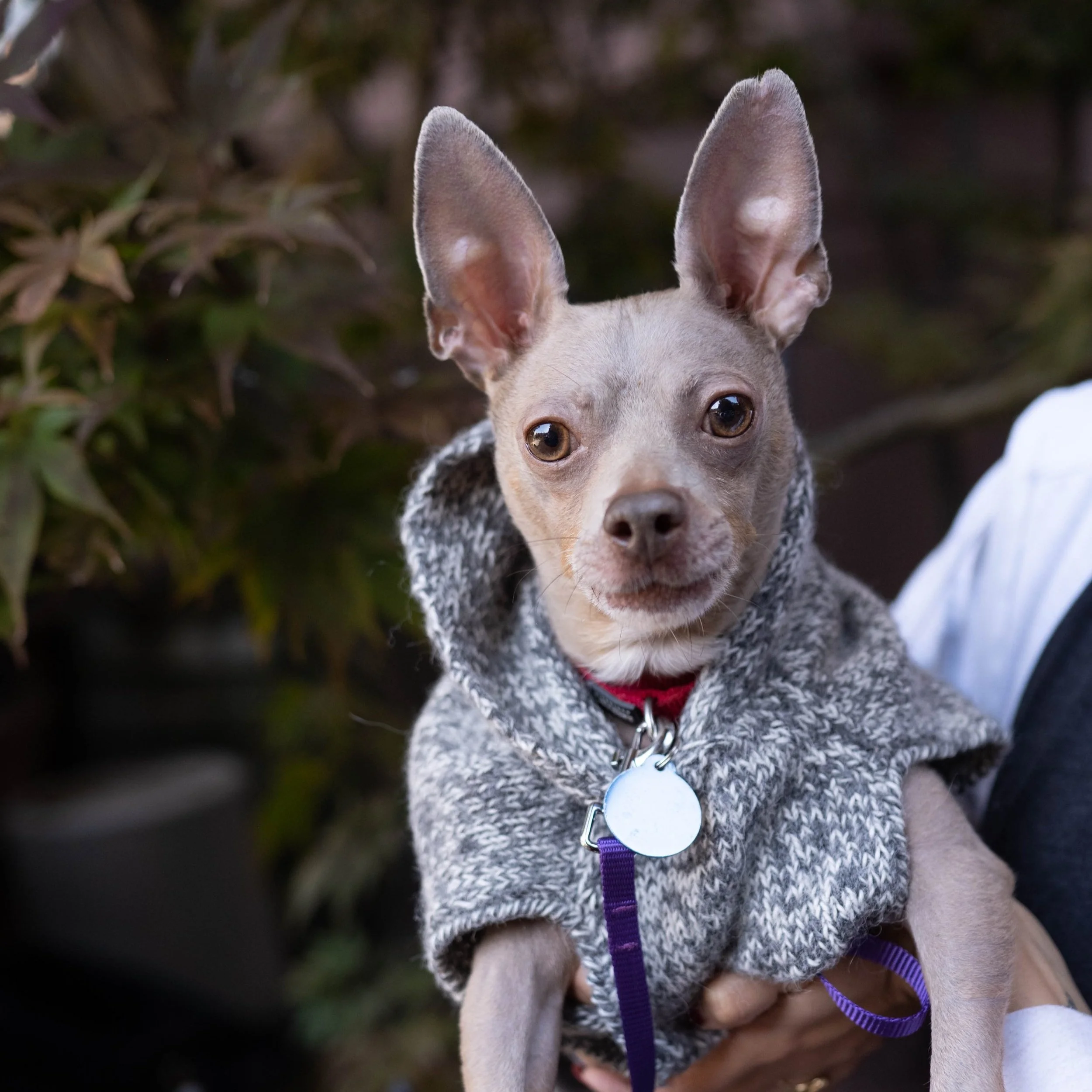 Top 10 Happy Tails of 2022: Meet Ozzy!