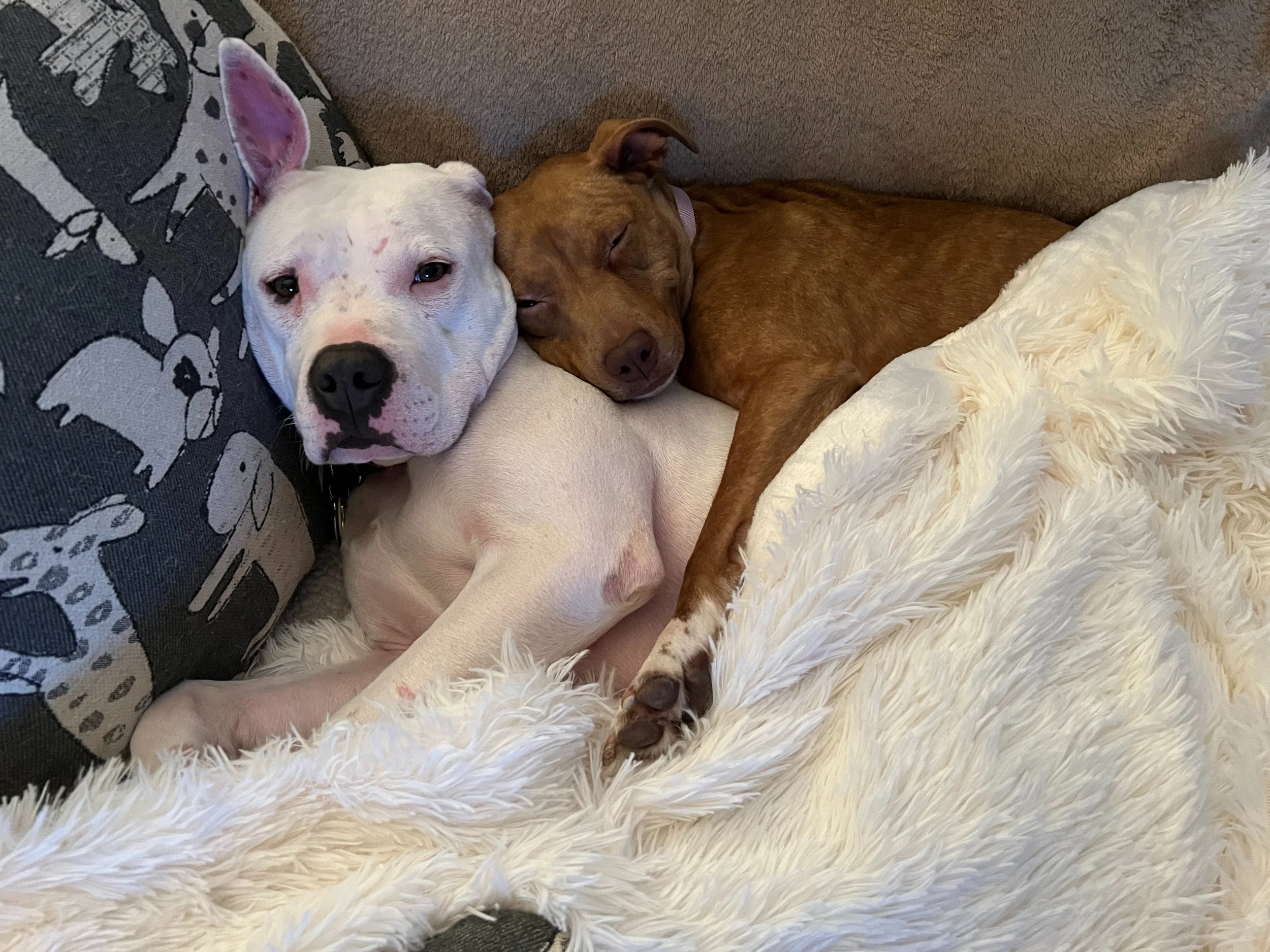 Top 10 Happy Tails of 2022: Meet Toni & Emmy!