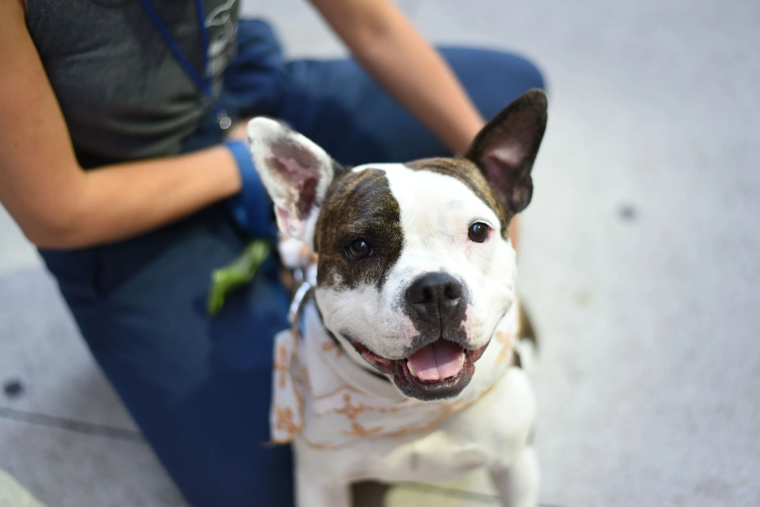 Adoptable Dogs — Muddy Paws Rescue