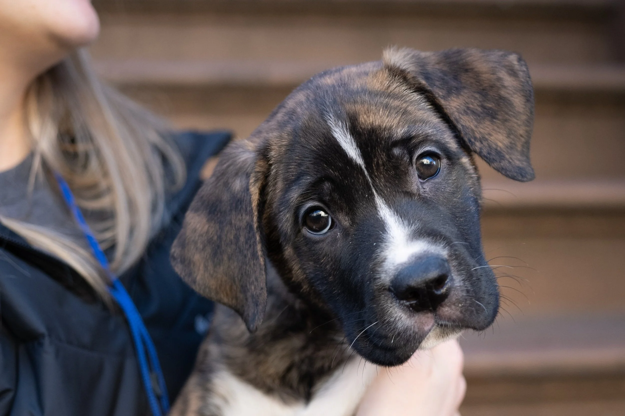 Muddy Paws Pups Prance on The Drew Barrymore Show