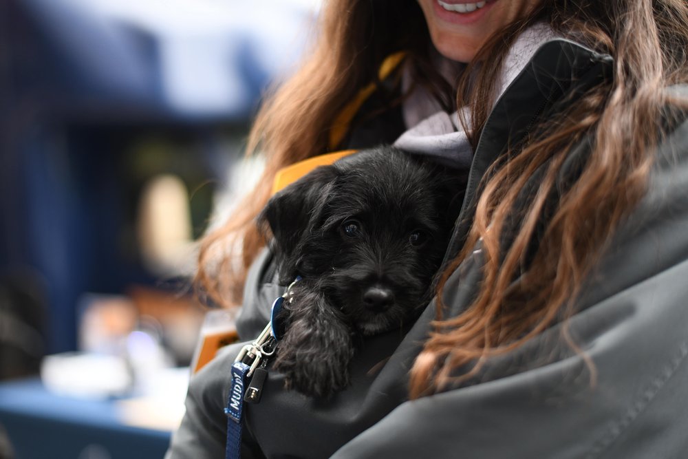 Nonprofit’s ‘Dog of Year’ contest raises K, winning pup announced