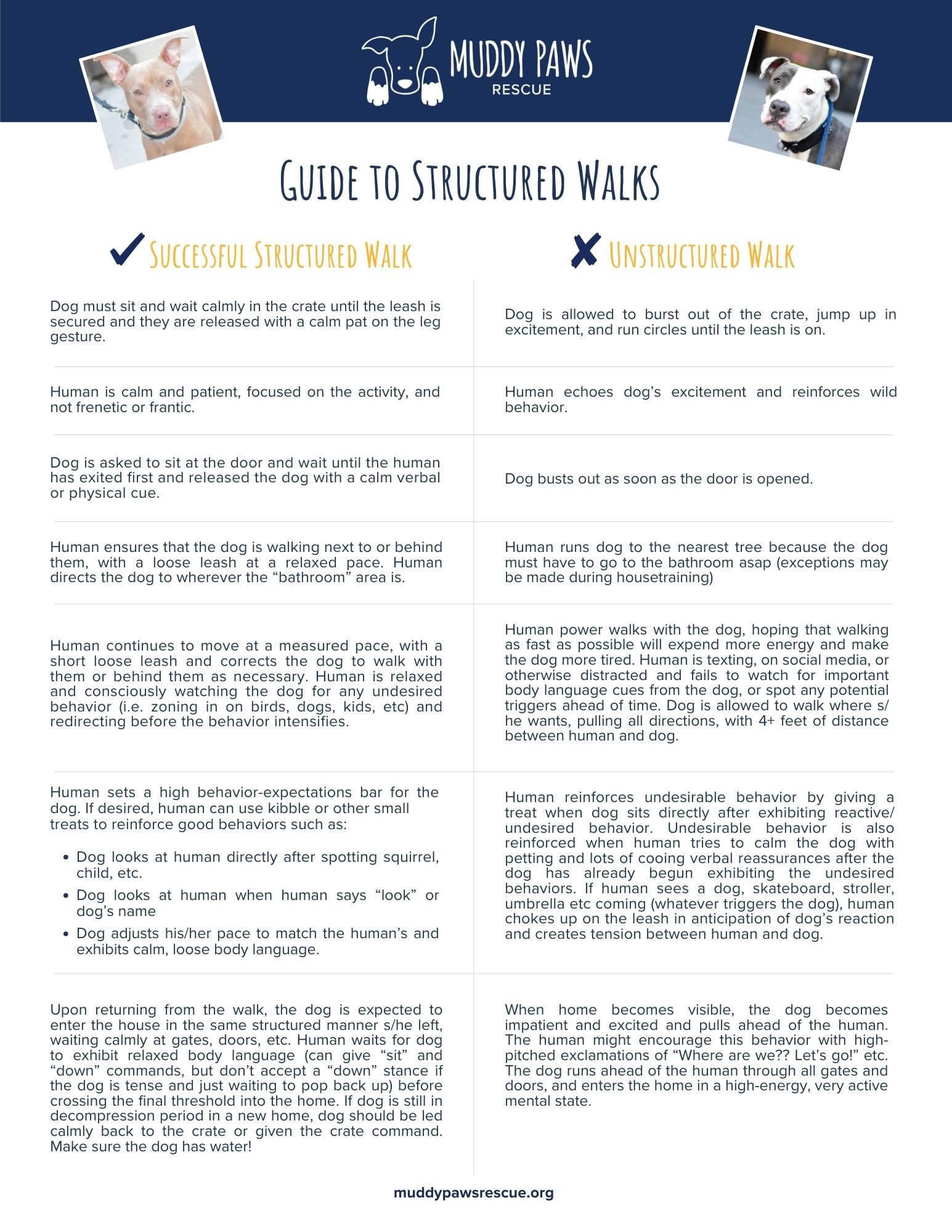 Muddy Paws Rescue: Guide to Structured Walks