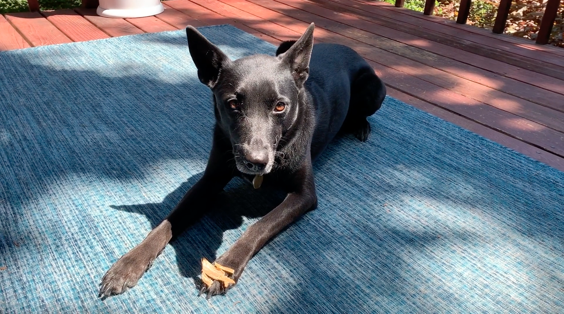 Muddy Paws Rescue Video: Impulse Control