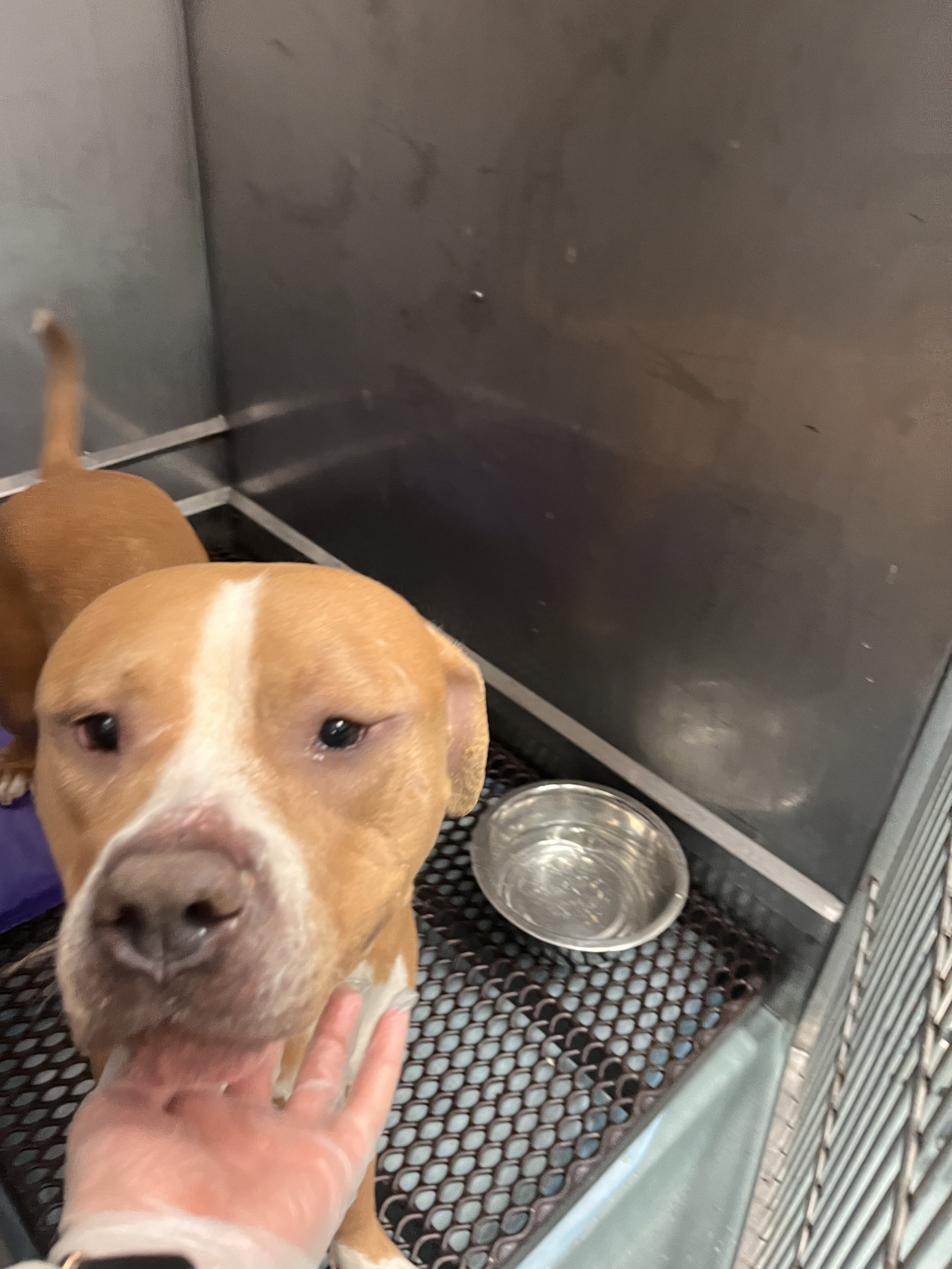 Goldie's Road to Recovery