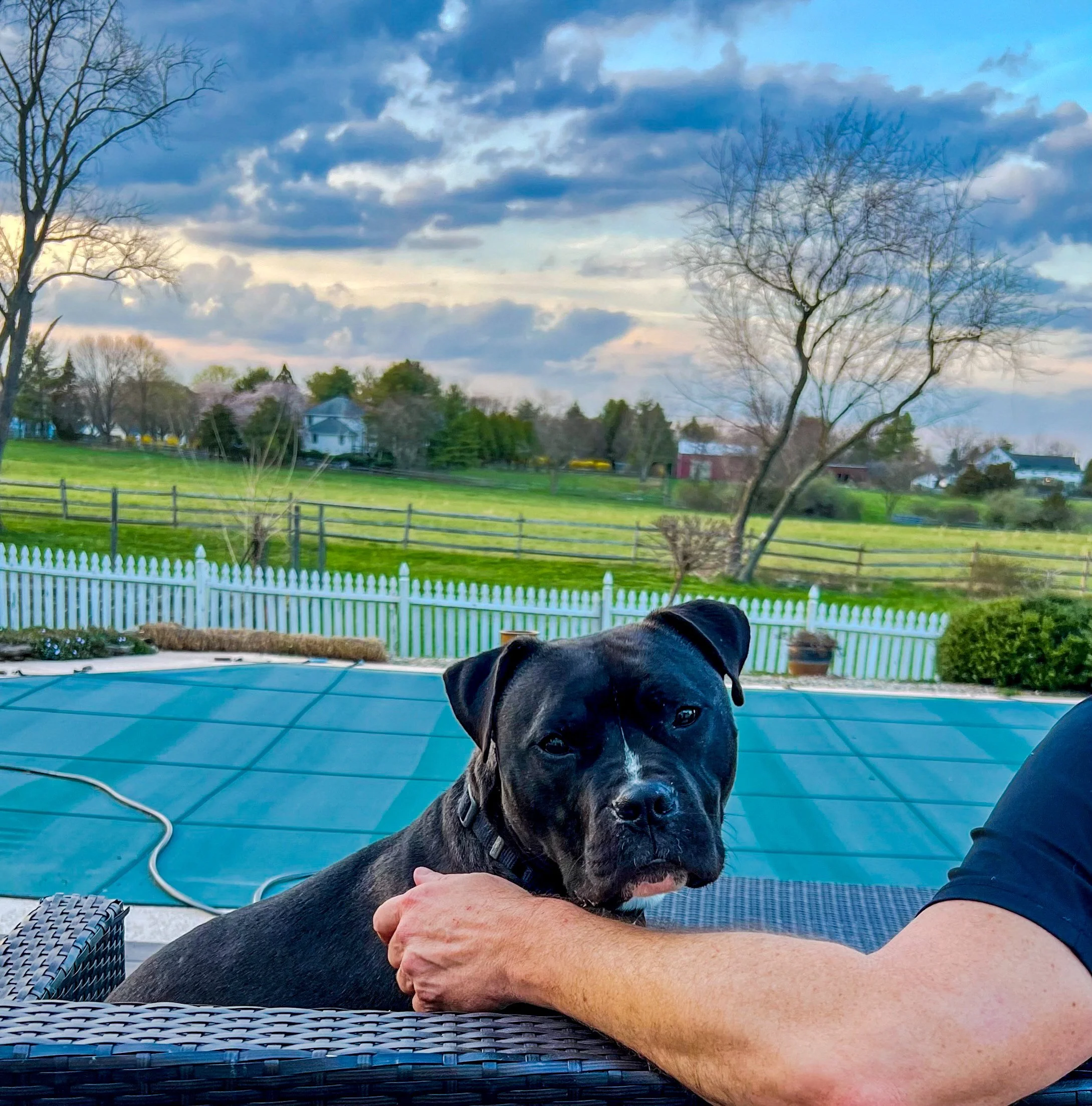 Top 10 Happy Tails of 2023: Meet Latte 