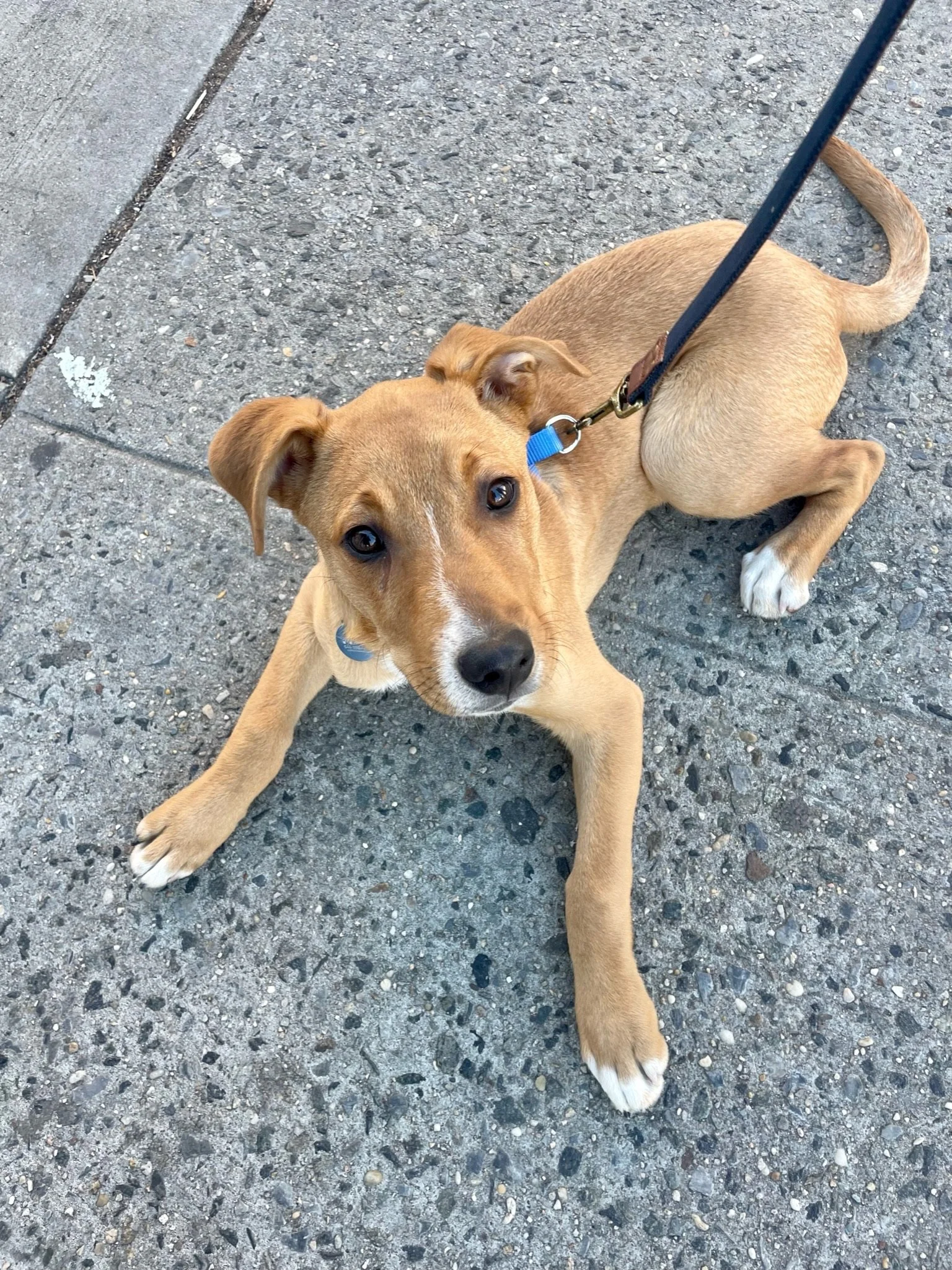 Top 10 Happy Tails of 2023: Meet Ziggy