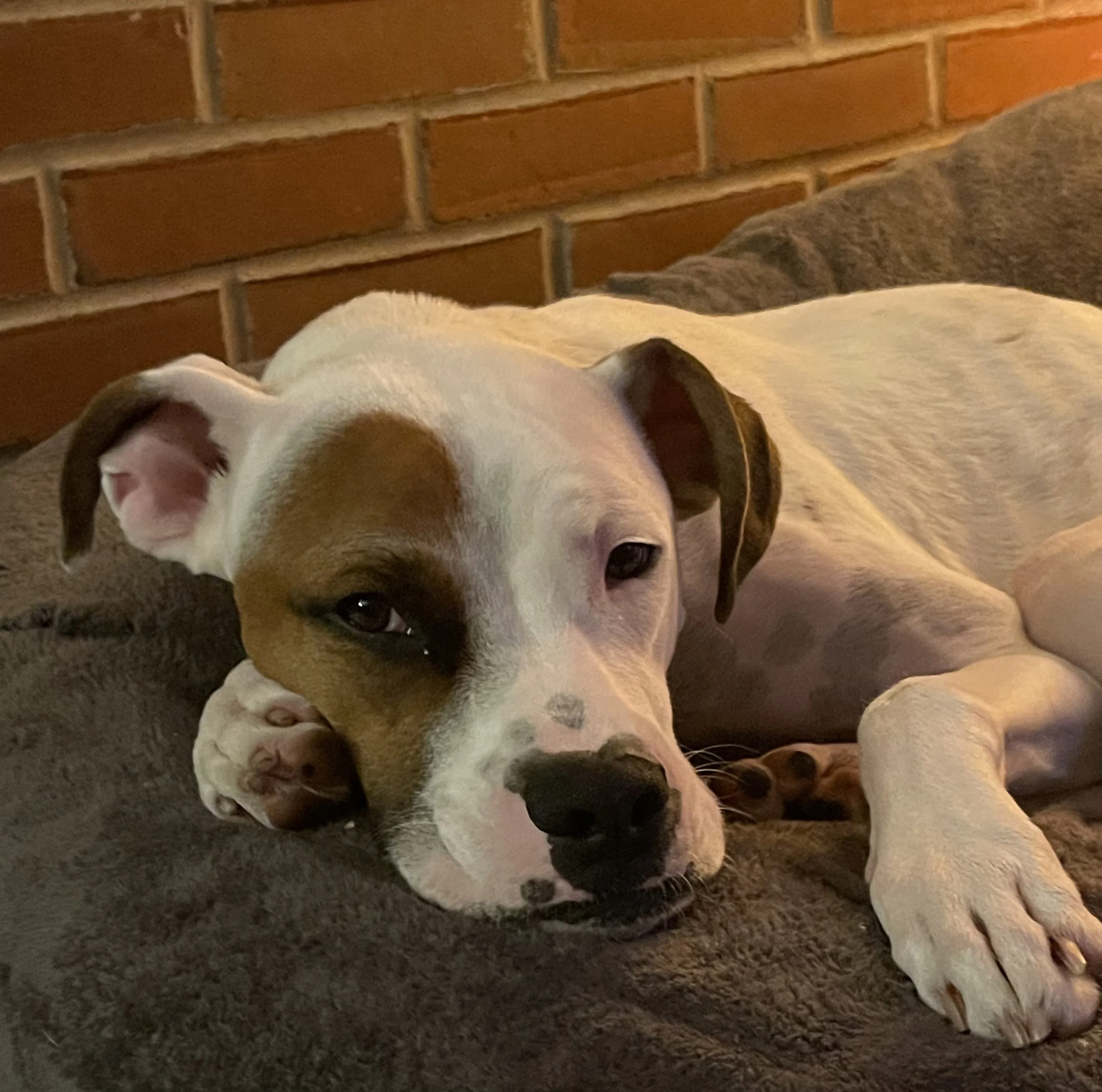 Top 10 Happy Tails of 2023: Meet Luke