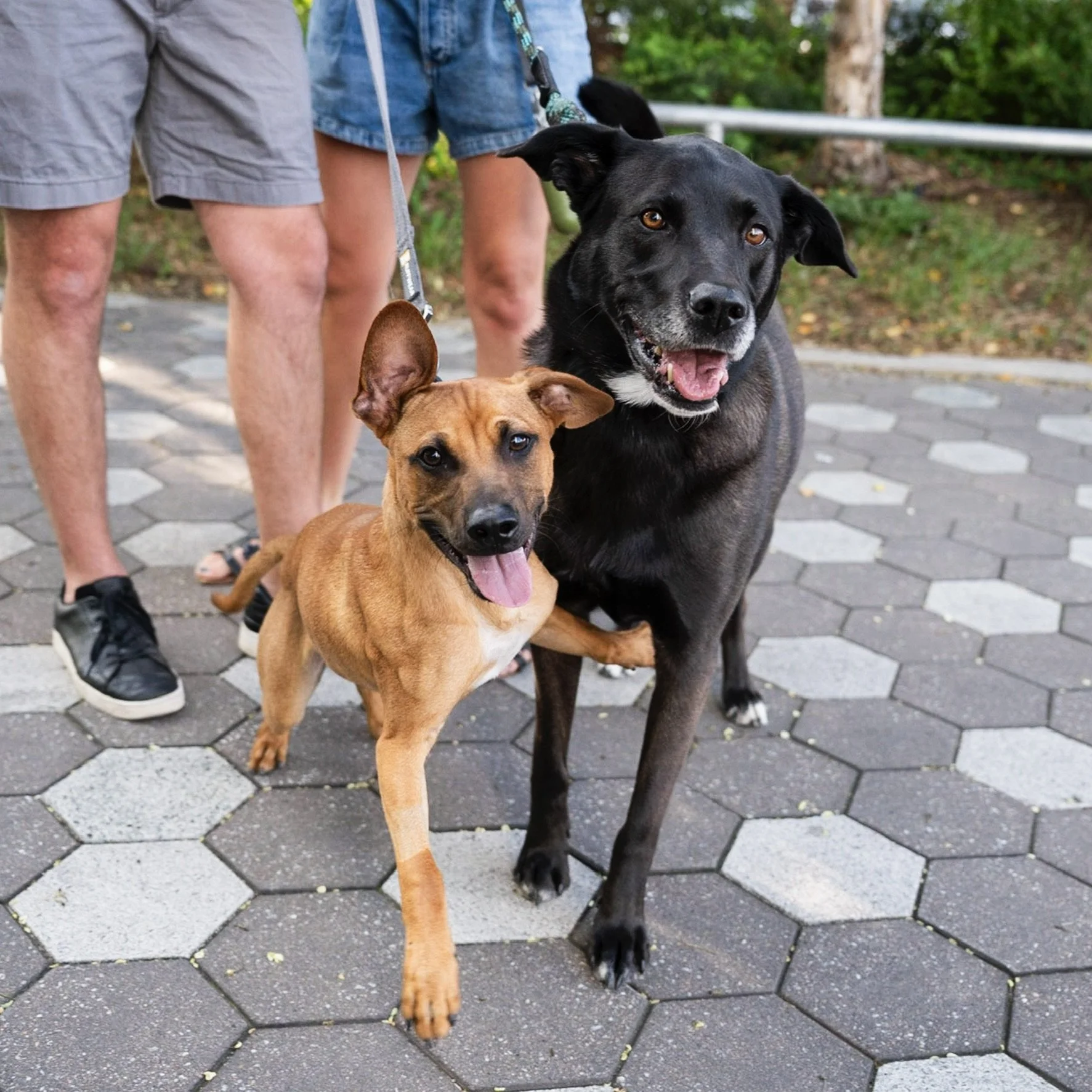 Top 10 Happy Tails of 2023: Meet Oso