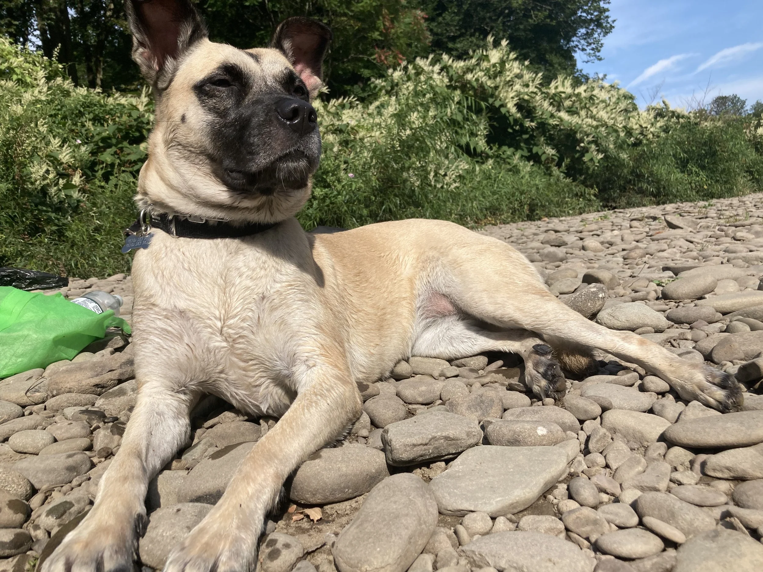 Top 10 Happy Tails of 2023: Meet Kori