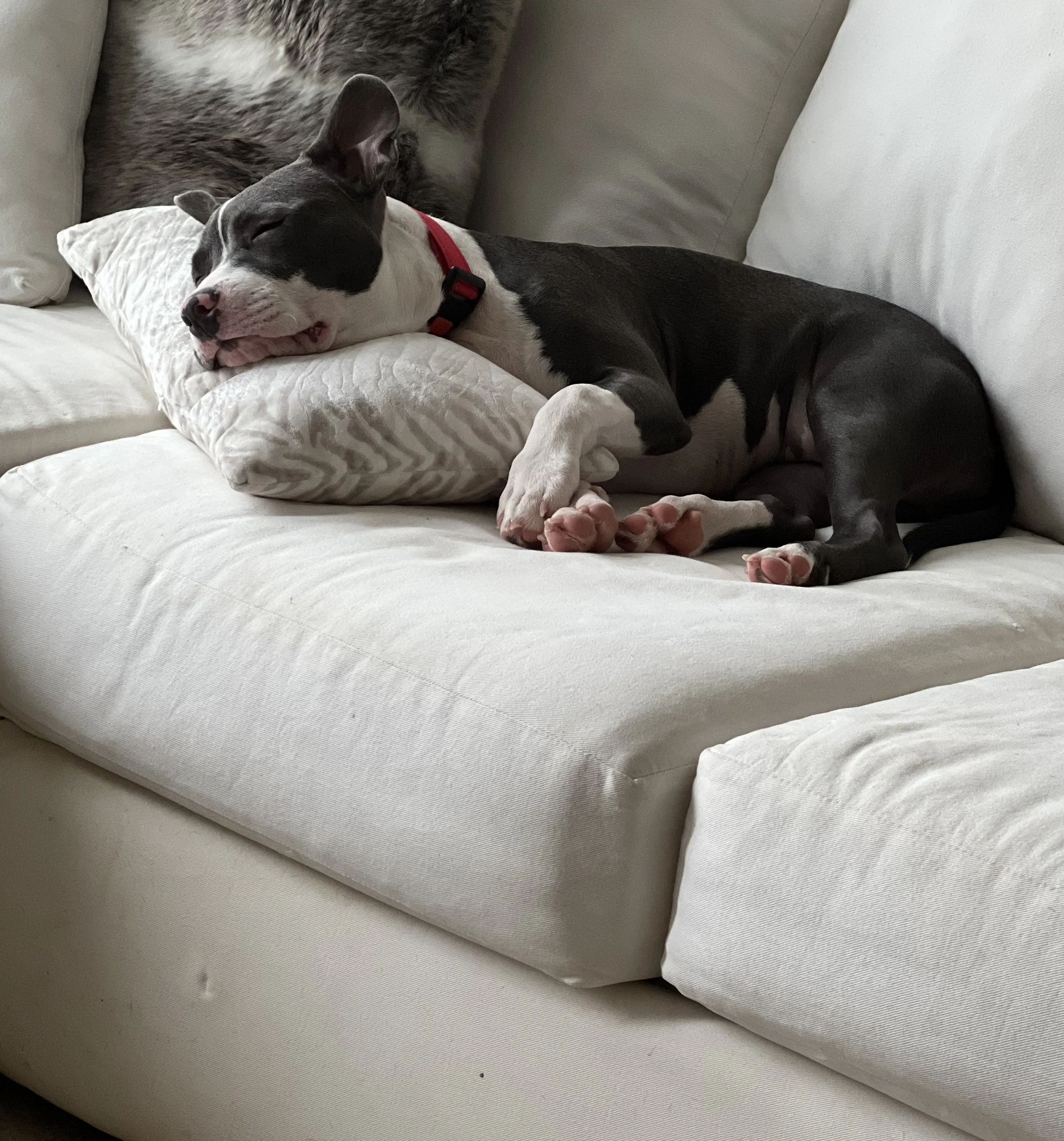 Top 10 Happy Tails of 2023: Meet Luna