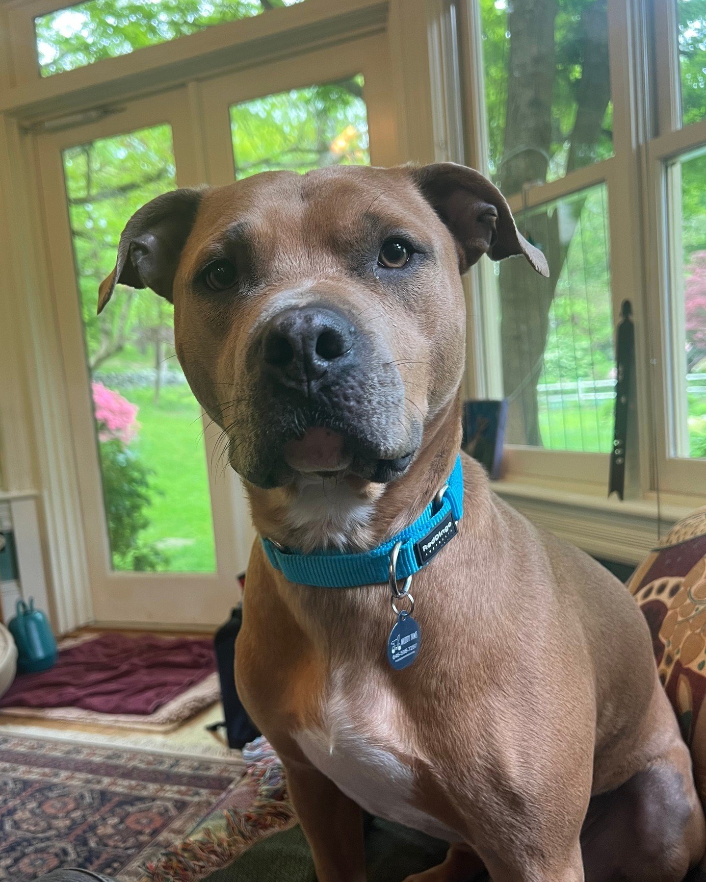 Sometimes a foster writes the perfect bio that the world needs to see. (Please tell us your favorite part in the comments, we're dying to know) Without further adieu... Atlas. 

Are you into sustainability, composting, and peace? Then this pup's for 