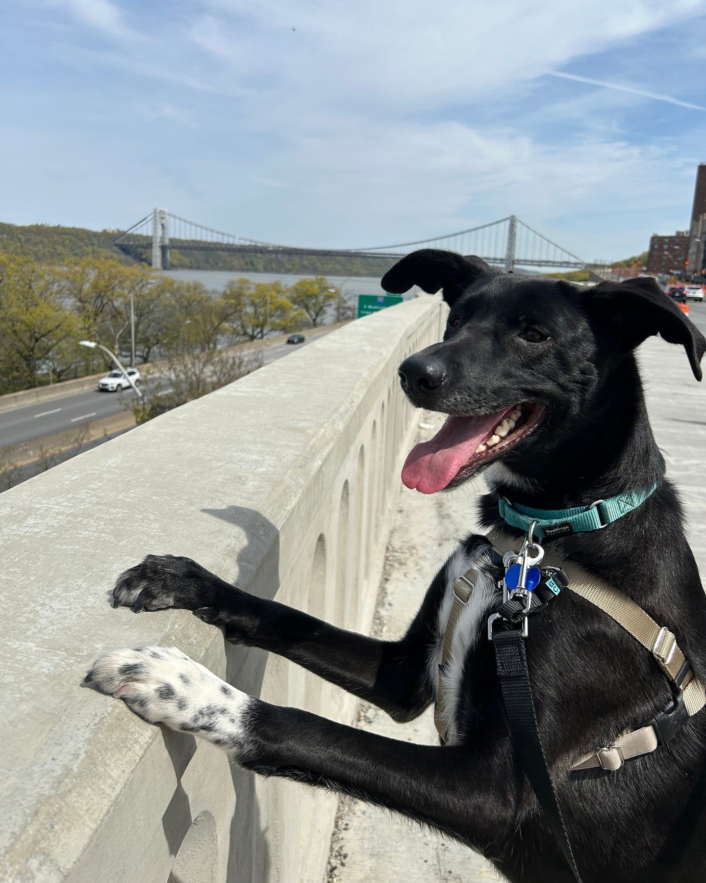 This is Ivy! We're not sure we need to write much about her, because we think her foster captured her perfectly: &quot;Ivy is a certified A+ snuggler and ham. She's a dog's dog and one of the most loyal girlies you'll meet&quot;. 

But since she's so