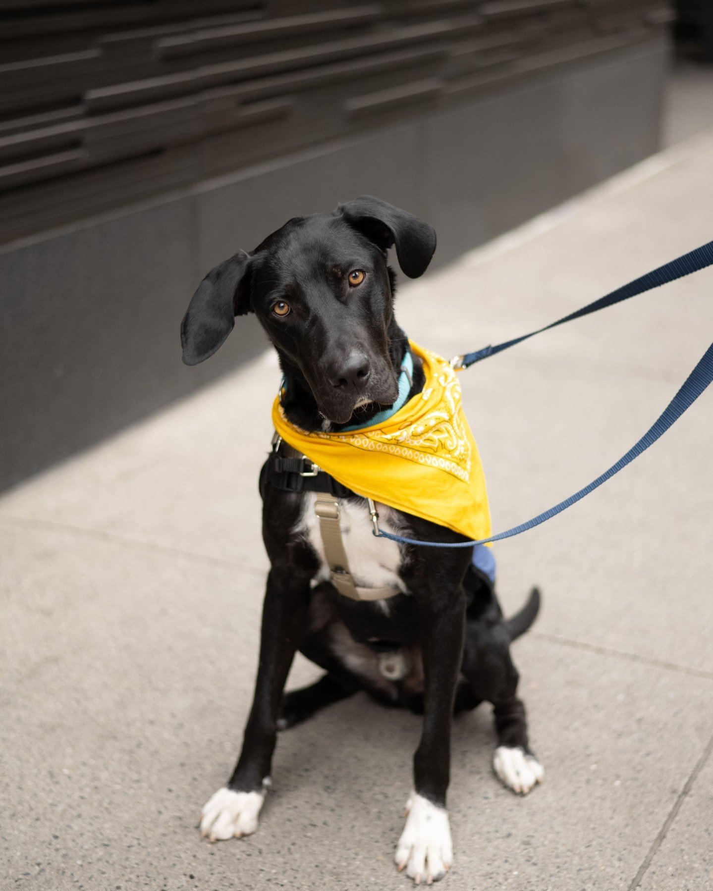 We know a lot of you are looking for a man in finance with a trust fund but can we interest you in a very tall, 81-pound, 2-year-old love bug named Rollo? 😉

He may not have blue eyes but he certainly is easy on the eyes, easy going and will be as d