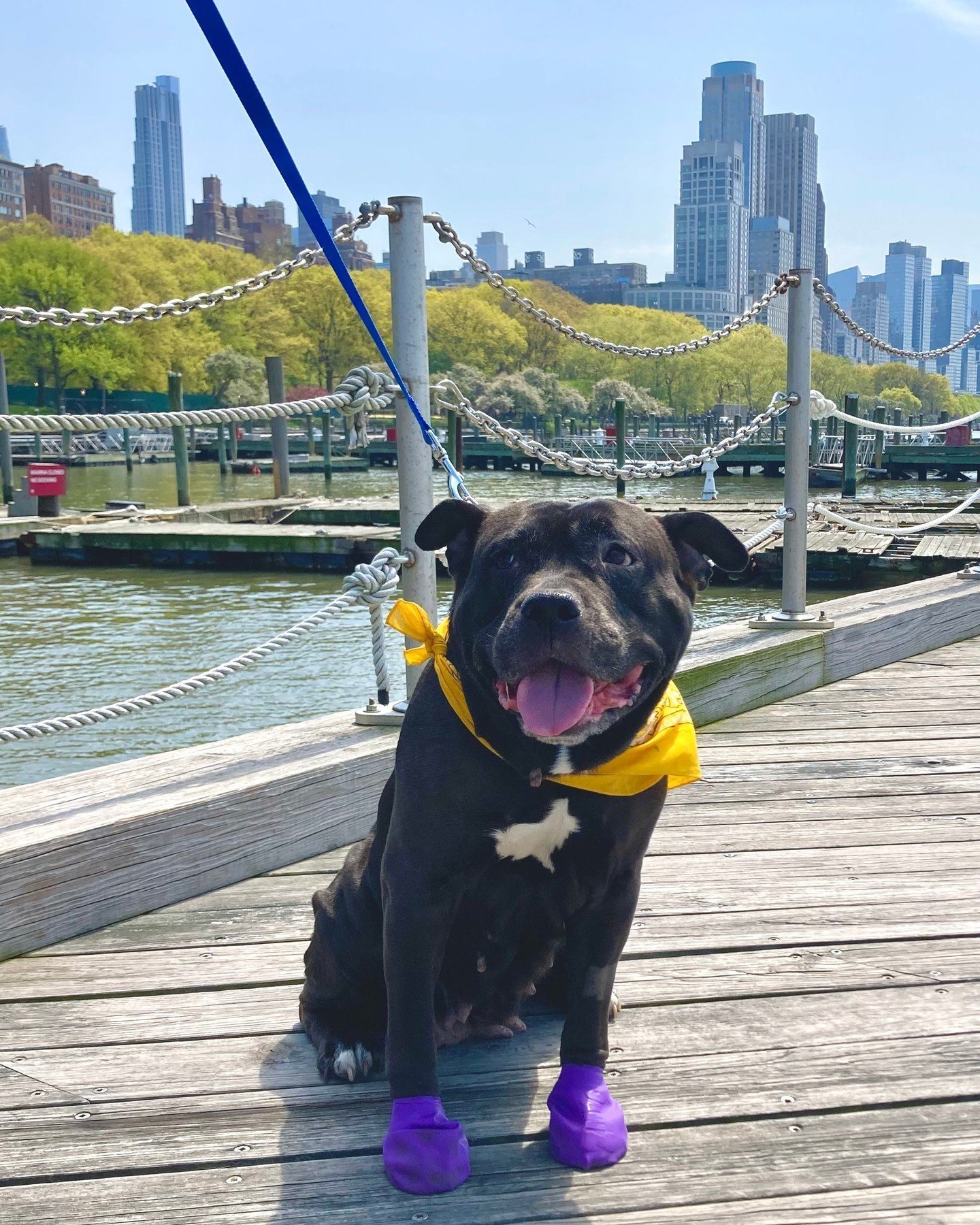 Get your special shoes on, it's time for Breakdance! 🕺

This Native New Yorker from @nycacc is as cute as they come. Affectionately known as &quot;Breakie&quot; to her closest pals, this sweet senior loves to be around her people, snuggle and get lo