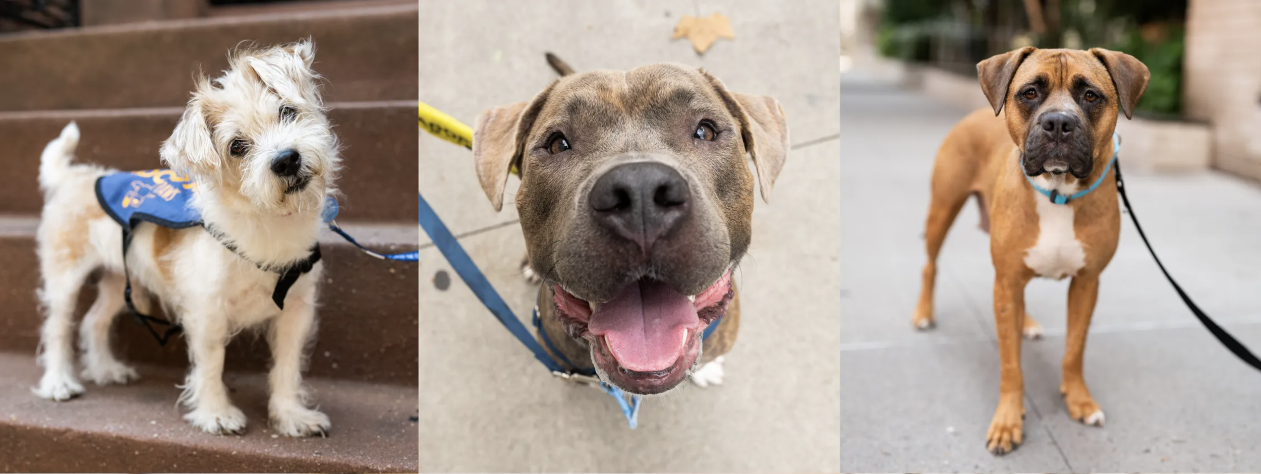 Muddy Paws Pups get their Close Up in VOGUE!