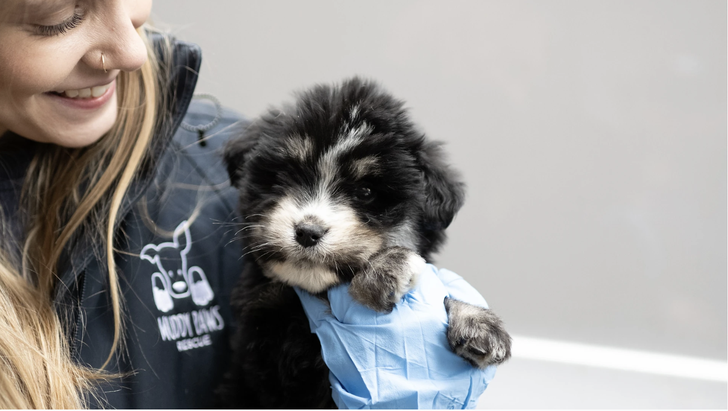 TimeOut names Muddy Paws one of the Best Places to Adopt