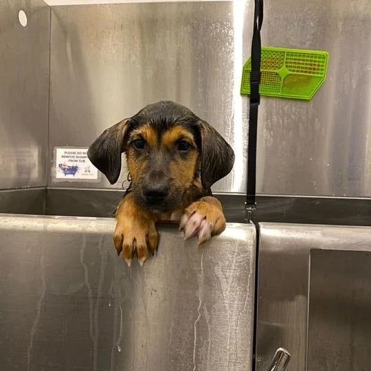 Dog Bathing 101 — Muddy Paws Rescue
