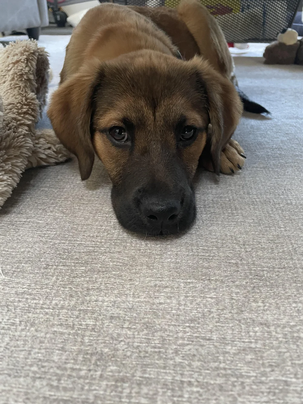 Does Ringworm In Dogs Go Away On Its Own