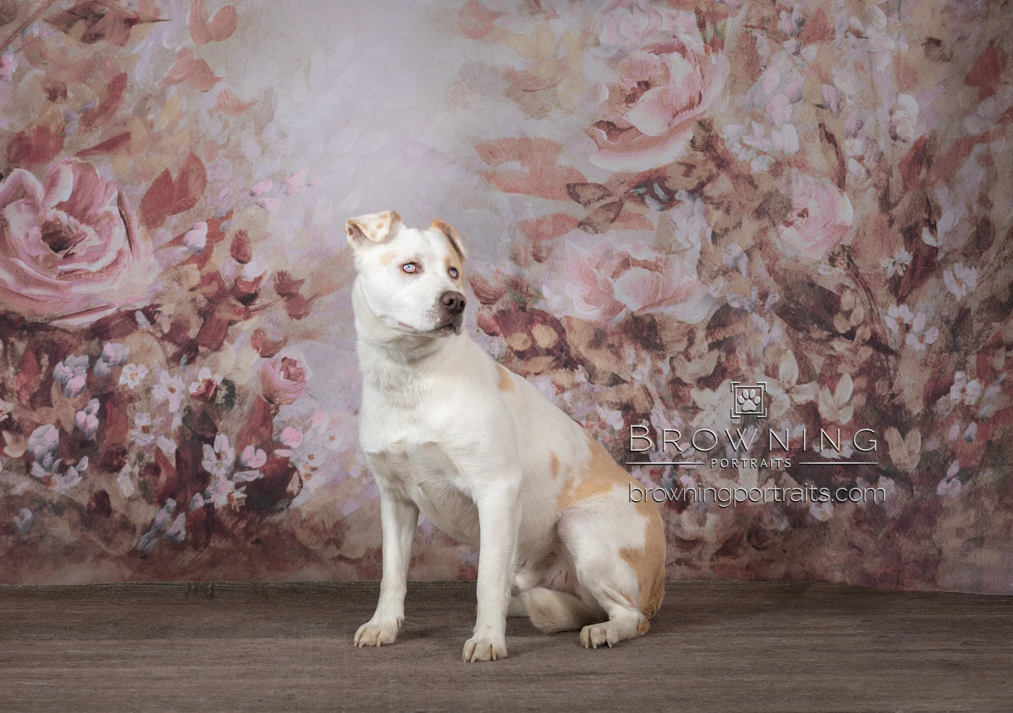 deaf dogs for adoption