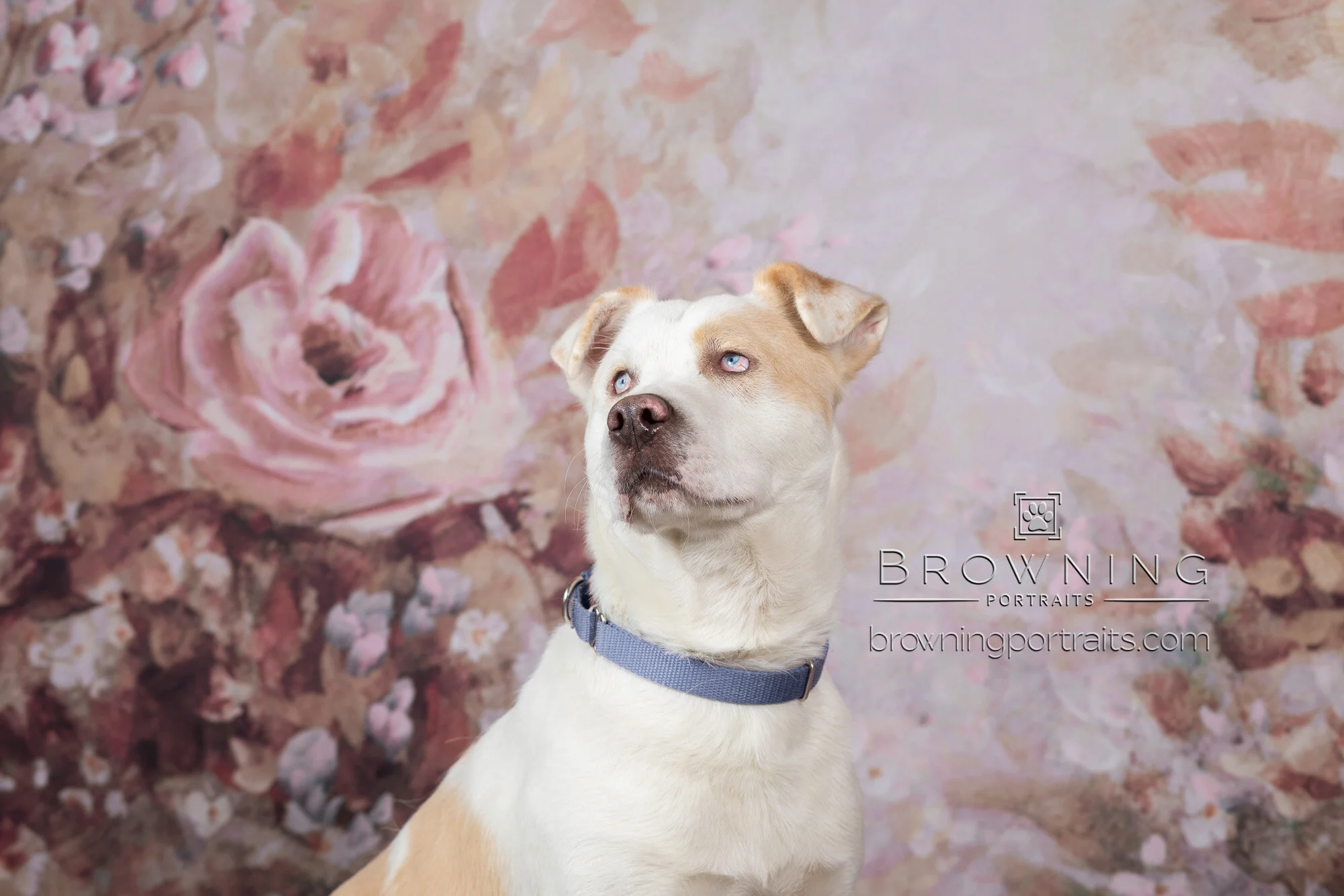 deaf dogs for adoption