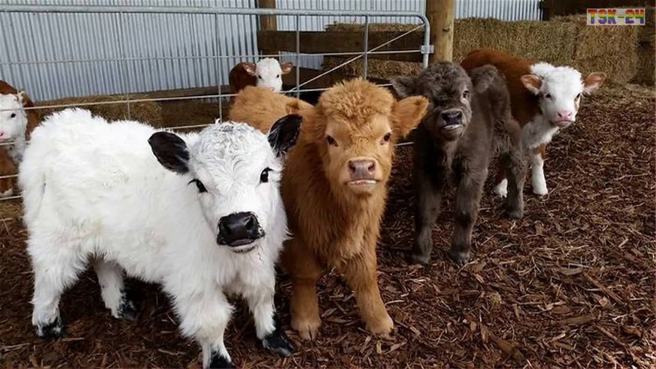 Miniature Highland Cows miniature-highland-cows