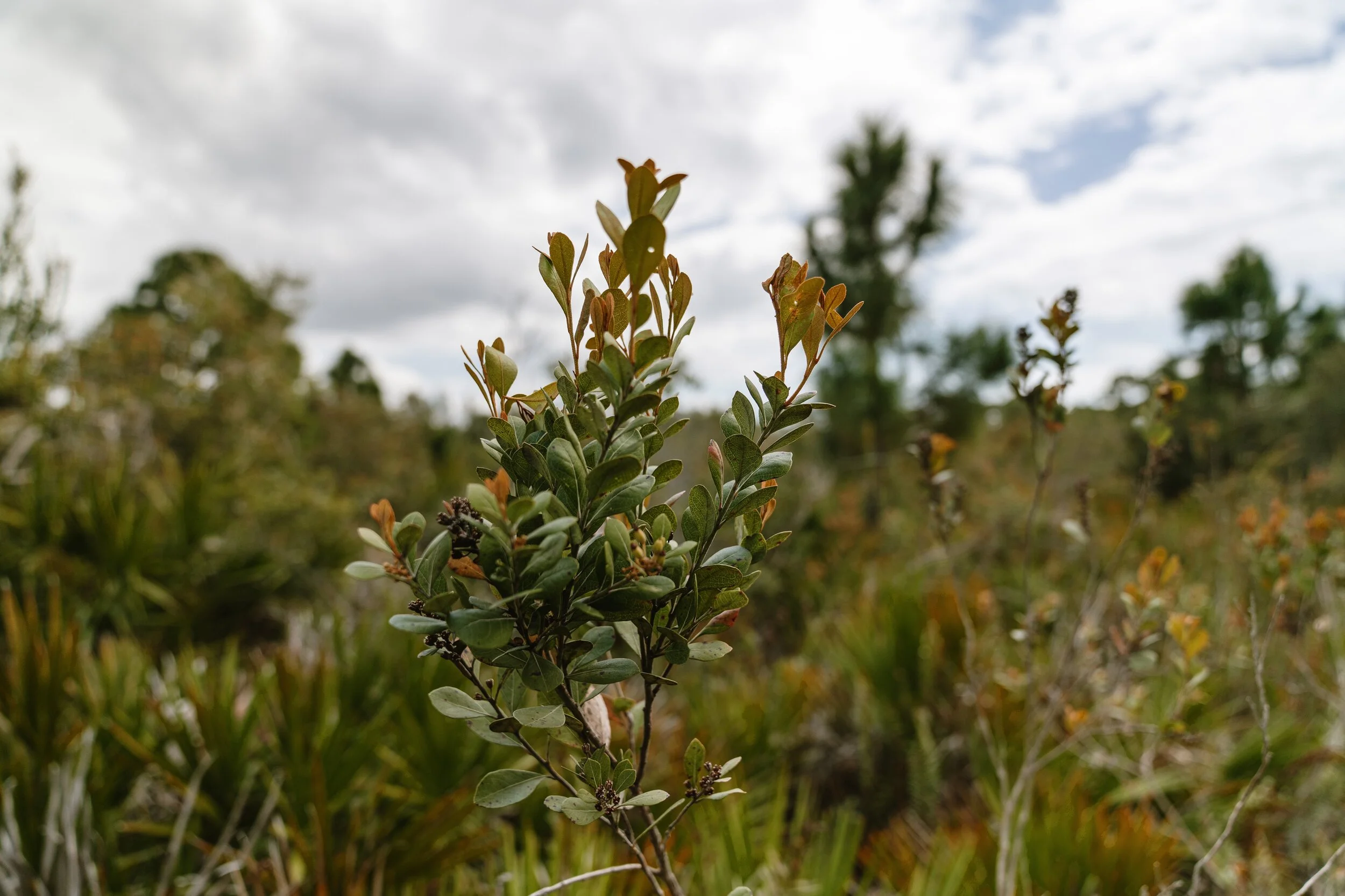 Family Journey Exploring