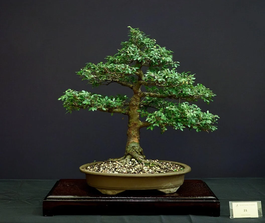 Chinese Elm (Ulmus Parviflora) - Aged formal upright style bonsai.