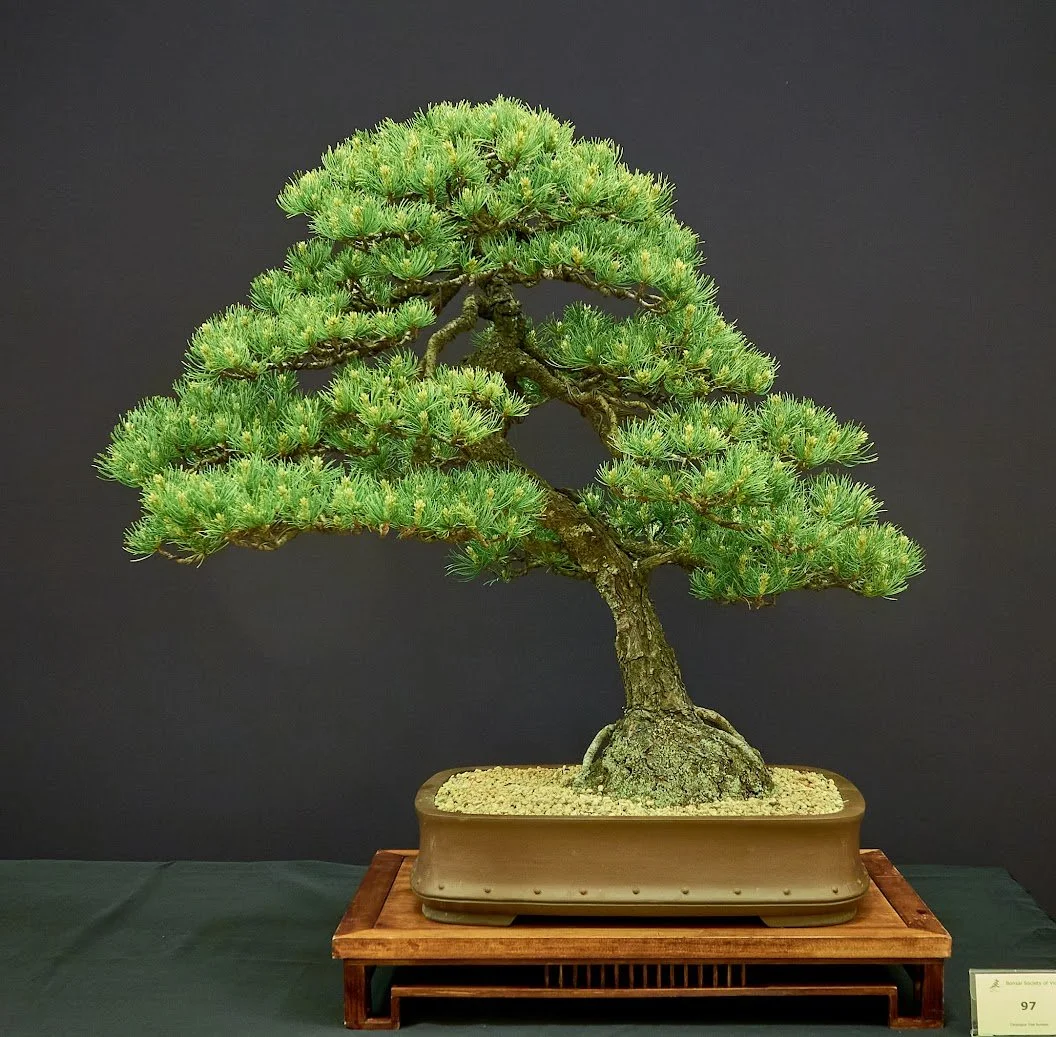 White Pine (Pinus Parviflora) - Grafted onto Black Pine 1985.