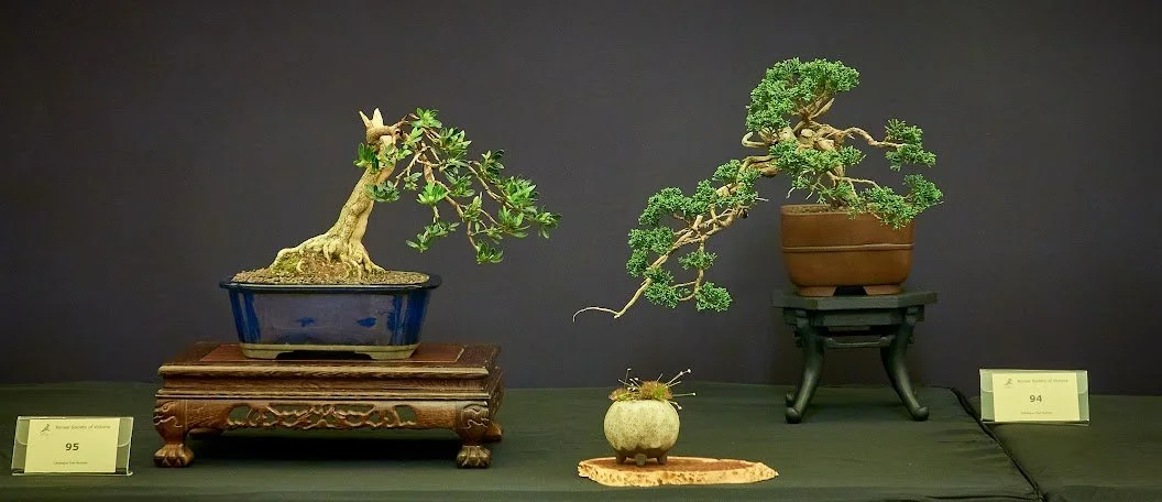 (Left) Azalea (Satsuki "Osakazuki") - Slanting style. Shohin size. 

(Right) Shimpaku Juniper (Juniperus Sargentii) - Cascade style. Shohin size.