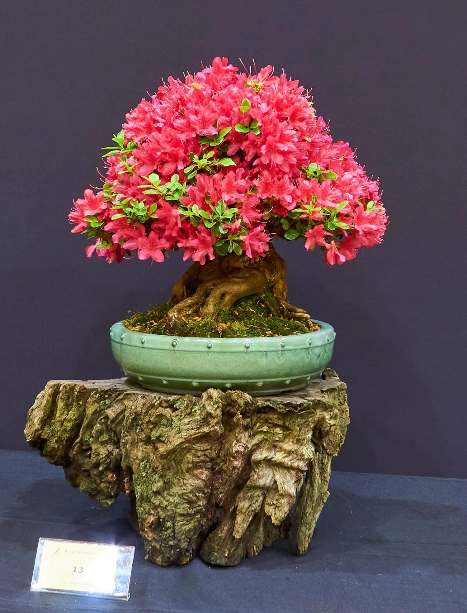 Azalea Kurume (Rhododendron obtusum) - Collected tree saved from the bulldozer 11 years ago and has been in training as a Bonsai since then.