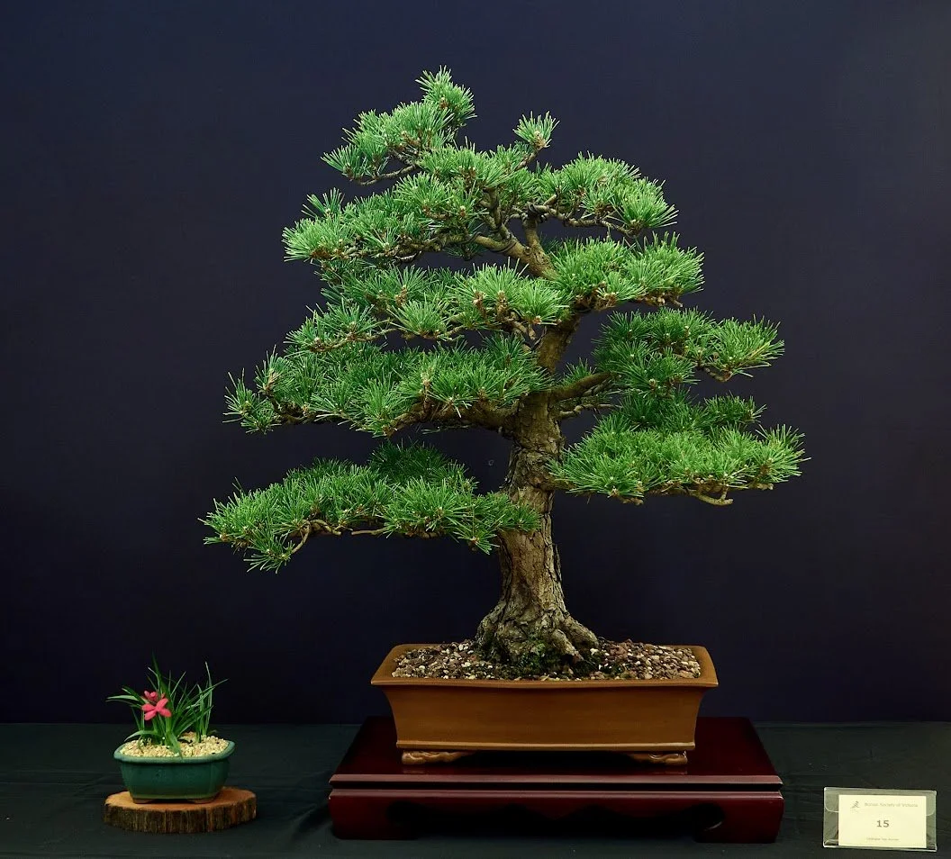 Japanese Black Pine (Pinus Thunbergii "Mikawa") - 1988, 35 years old. Acquired from member Helen Williams.