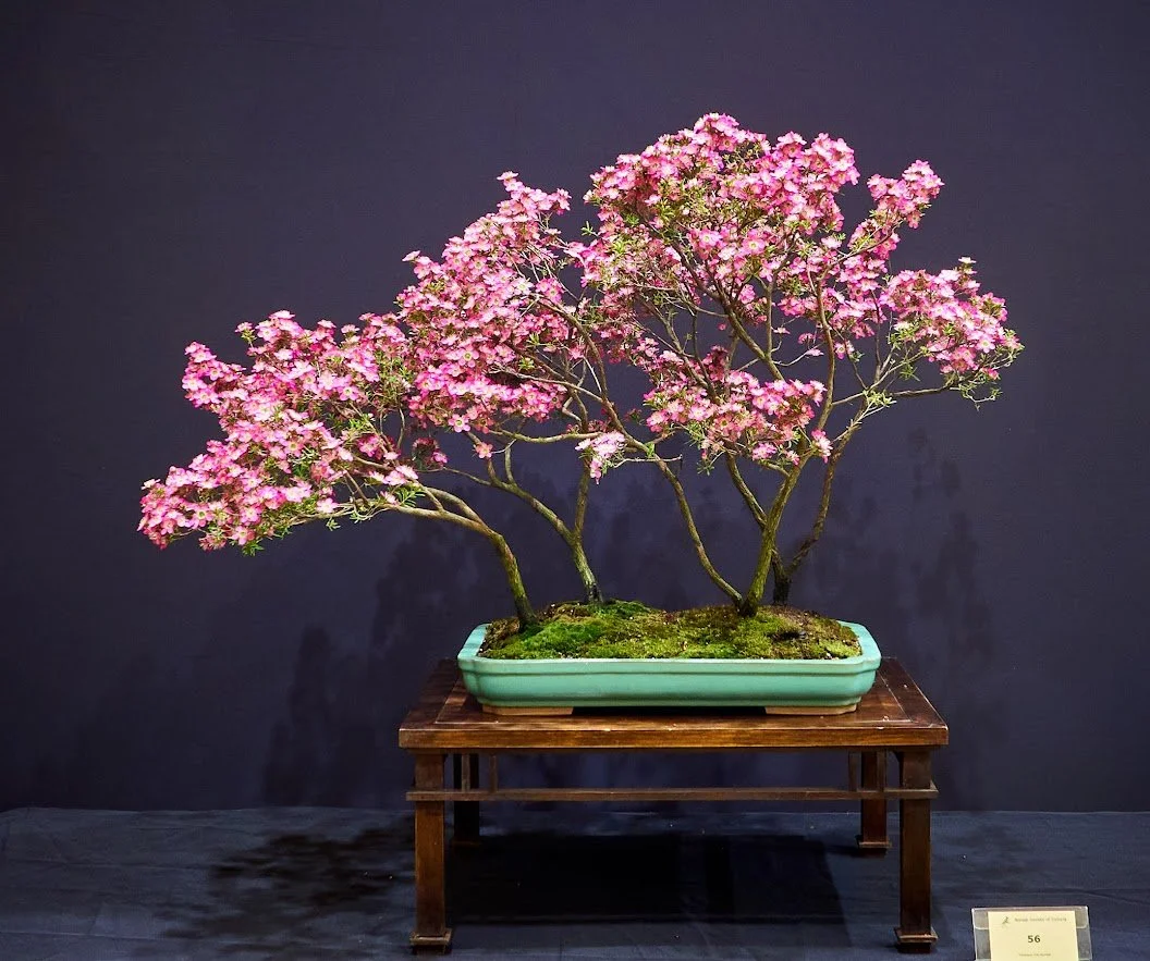 Tea Tree (Leptospermum sp.) - Hybridised species for enhanced flower colour. Sold in nurseries as "Tickled Pink".