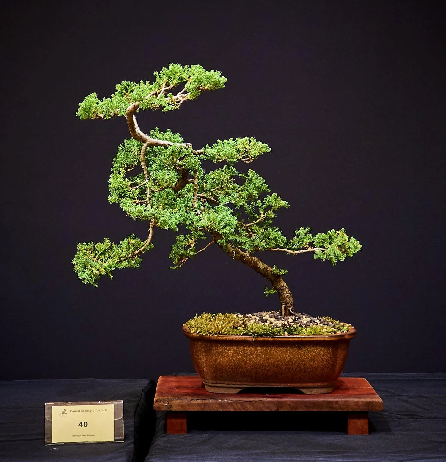 Juniper (Juniperus) - Obtained through the BSV. Bonsai training began 2018.