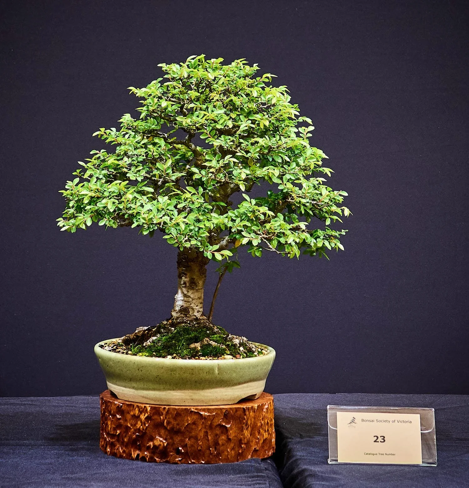 Chinese Elm (Ulmus parvifolia) - Broom style about 15 years old.