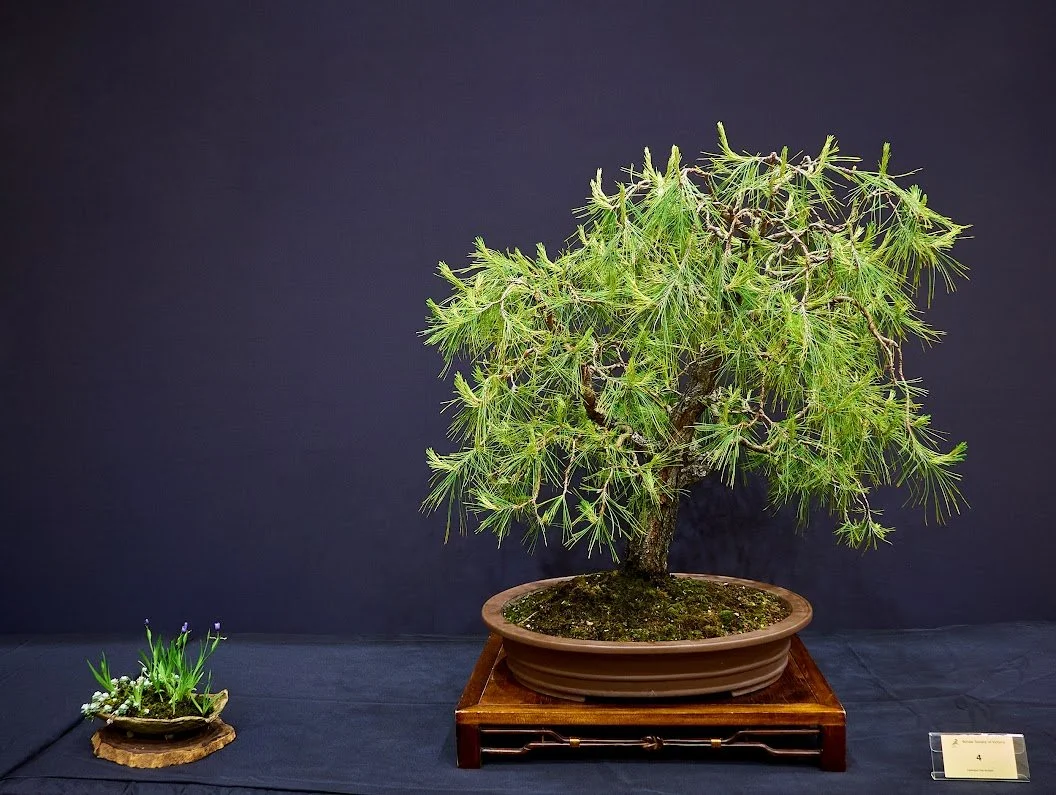 Mexican Pine (Pinus Patula) - Coarse bark shows the age and soft weeping foliage is different to most pines.