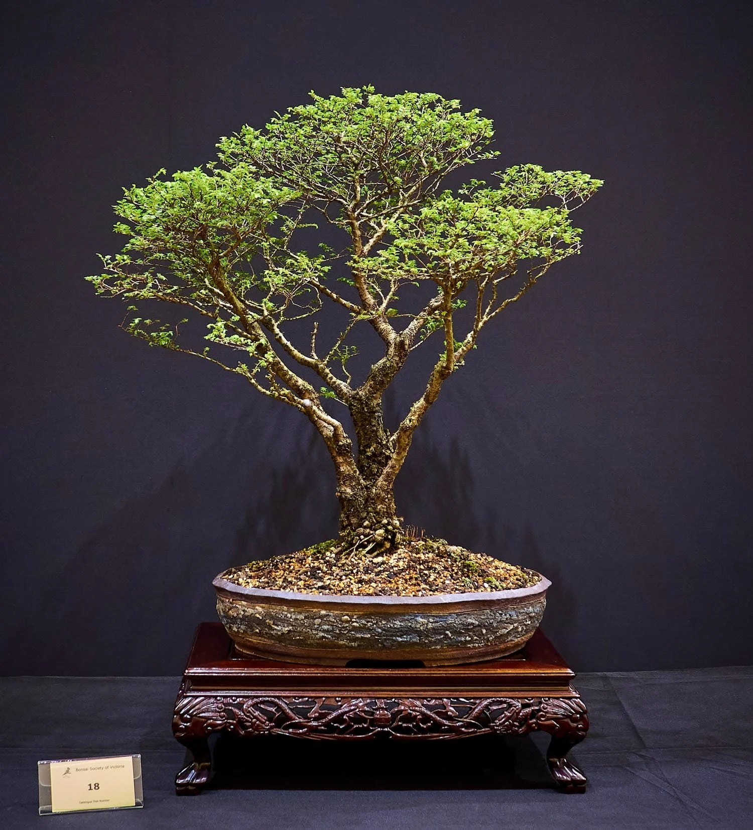 Chinese Elm 'Seiju' (Ulmus parvifolia 'Seiju') - Approx. 15 years old. When young, was planted in the ground for 5 years with a small tile underneath to develop strong root base.