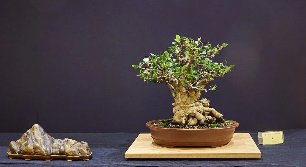 Port Jackson Fig (Ficus Rubiginosa) - Single trunk tree created in 1981 by Dr Maurice Slonim.