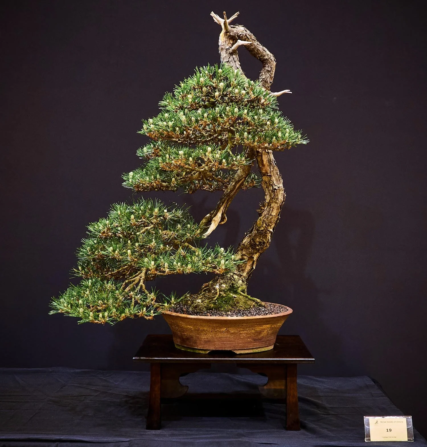 Japanese Black Pine (Pinus thunbergii) - A unique shape that attracts attention.